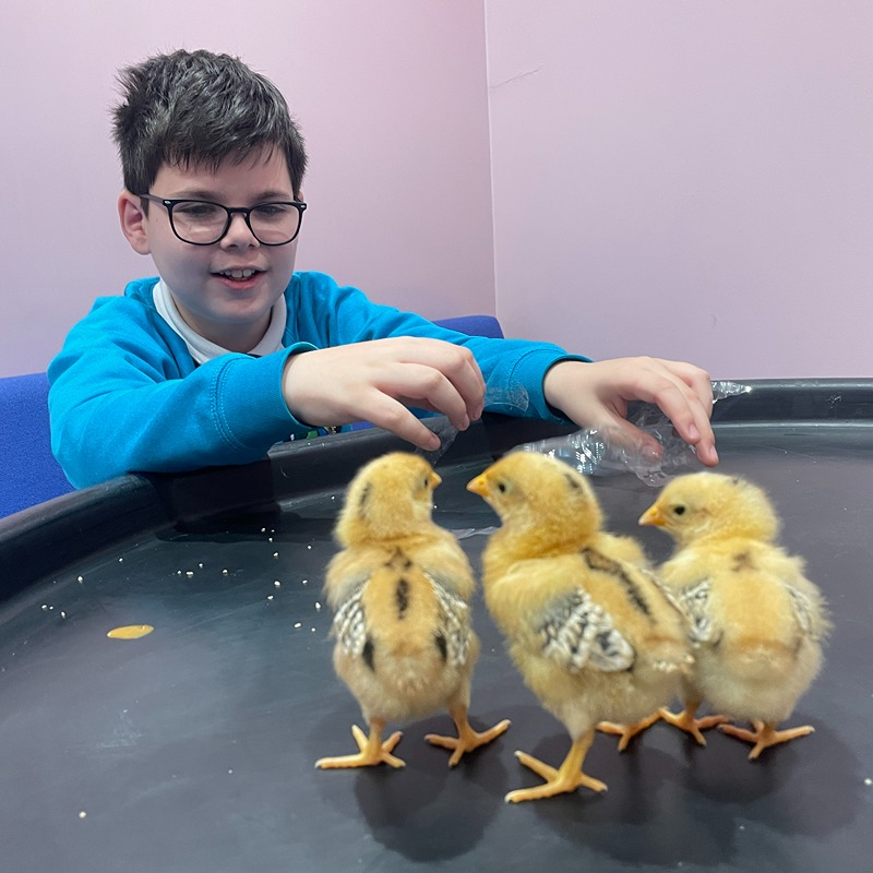 Three chicks at Bowden Primary